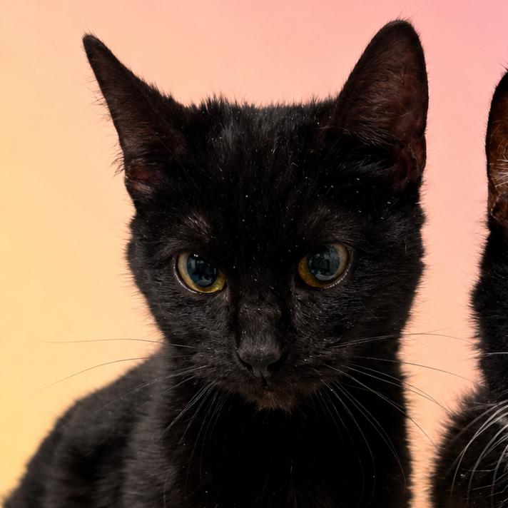 Enlarge Helen bonded with Keller, a Adoptable Domestic Short Hair in Mooresville, NC image 4/6