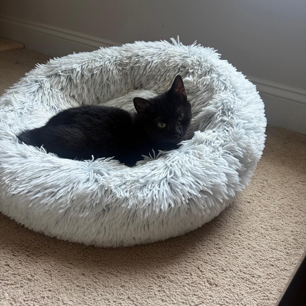 Enlarge Helen bonded with Keller, a Adoptable Domestic Short Hair in Mooresville, NC image 5/6