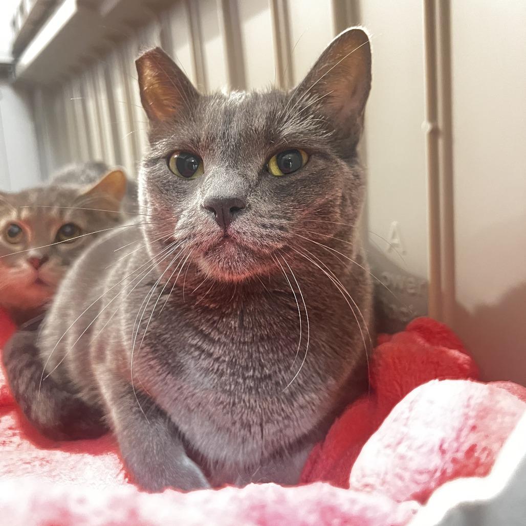 Leo, Adoptable, Adult Female Domestic Short Hair.