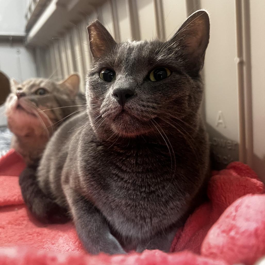 Enlarge Leo, a Adoptable Domestic Short Hair in Las Vegas, NV image 2/4