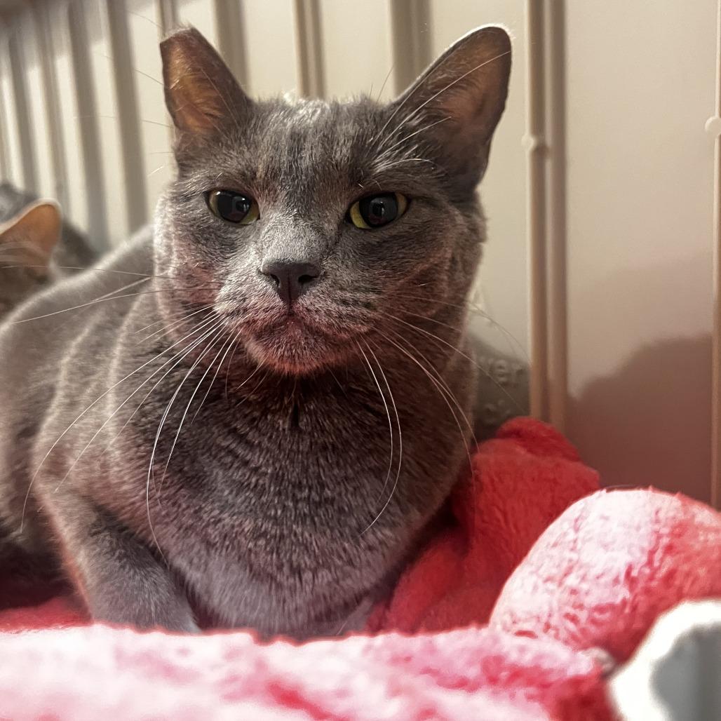 Enlarge Leo, a Adoptable Domestic Short Hair in Las Vegas, NV image 3/4