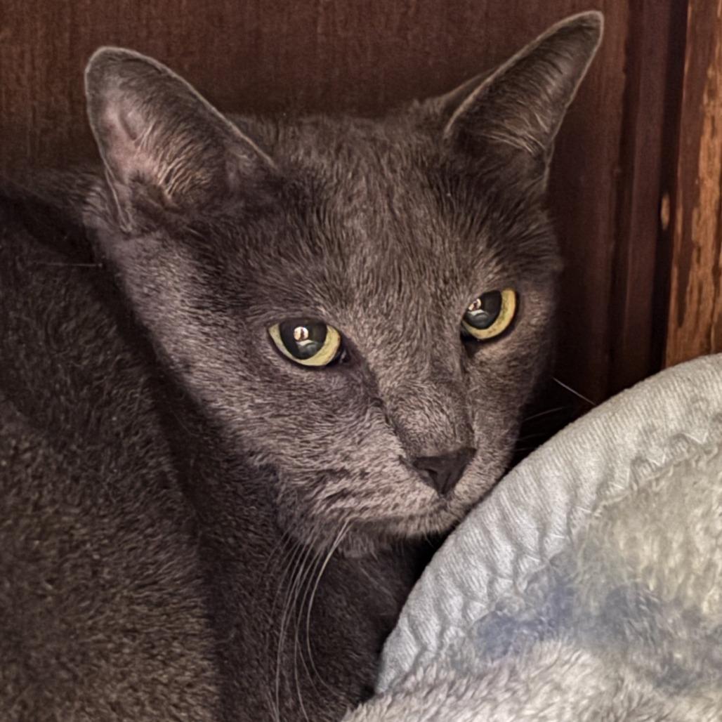 Enlarge Leo, a Adoptable Domestic Short Hair in Las Vegas, NV image 4/4