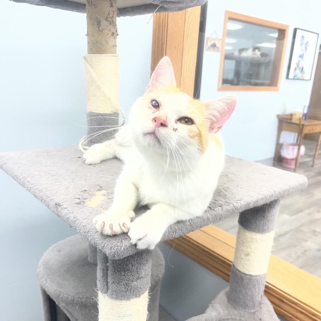 McDreamy, a ADOPTABLE Domestic Short Hair in Crookston, MN image 1/3