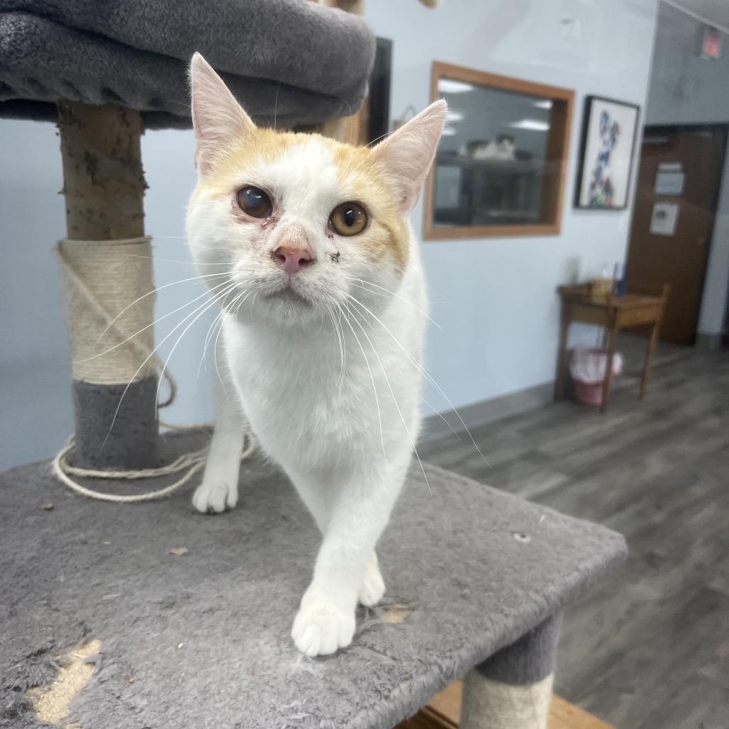 McDreamy, a ADOPTABLE Domestic Short Hair in Crookston, MN image 2/3