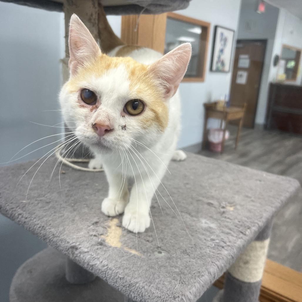 McDreamy, a ADOPTABLE Domestic Short Hair in Crookston, MN image 3/3