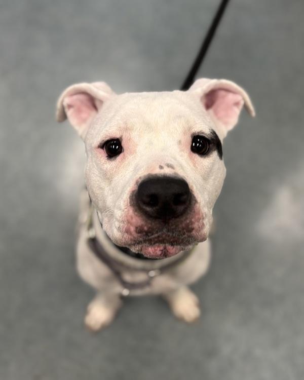 Lainey, Adoptable, Adult Female Pit Bull Terrier.