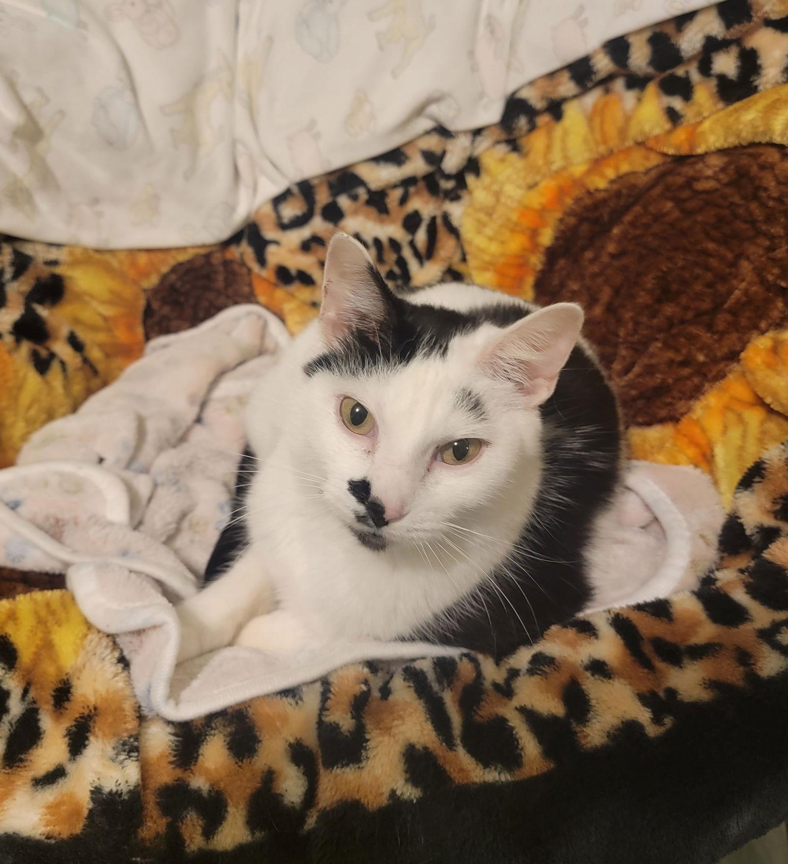 Mirabel (Bonded w/Daisy), Adoptable, Young Female Domestic Short Hair.