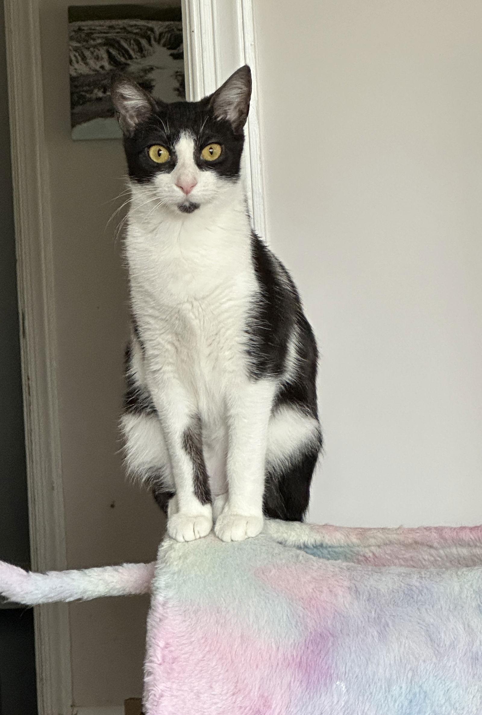 Susie - in foster, Adoptable, Young Female Domestic Short Hair.