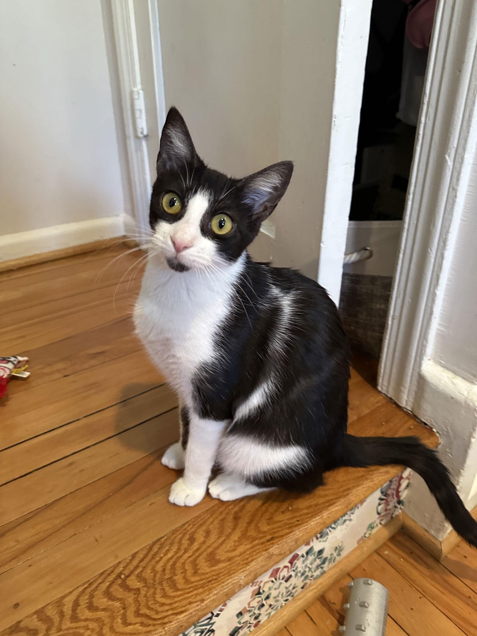 Enlarge Susie - in foster, a Adoptable Domestic Short Hair in Alexandria, VA image 2/3