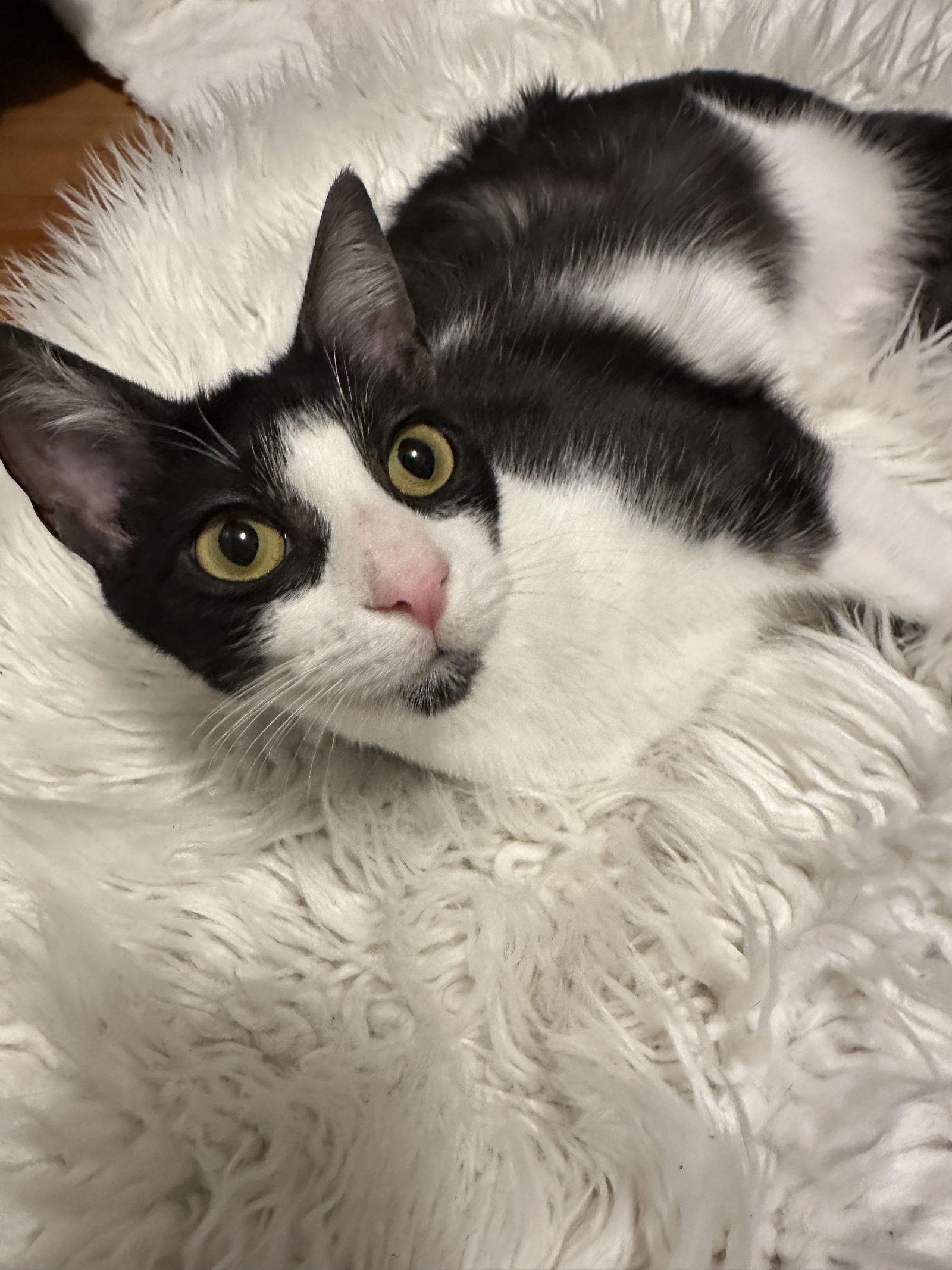 Enlarge Susie - in foster, a Adoptable Domestic Short Hair in Alexandria, VA image 3/3