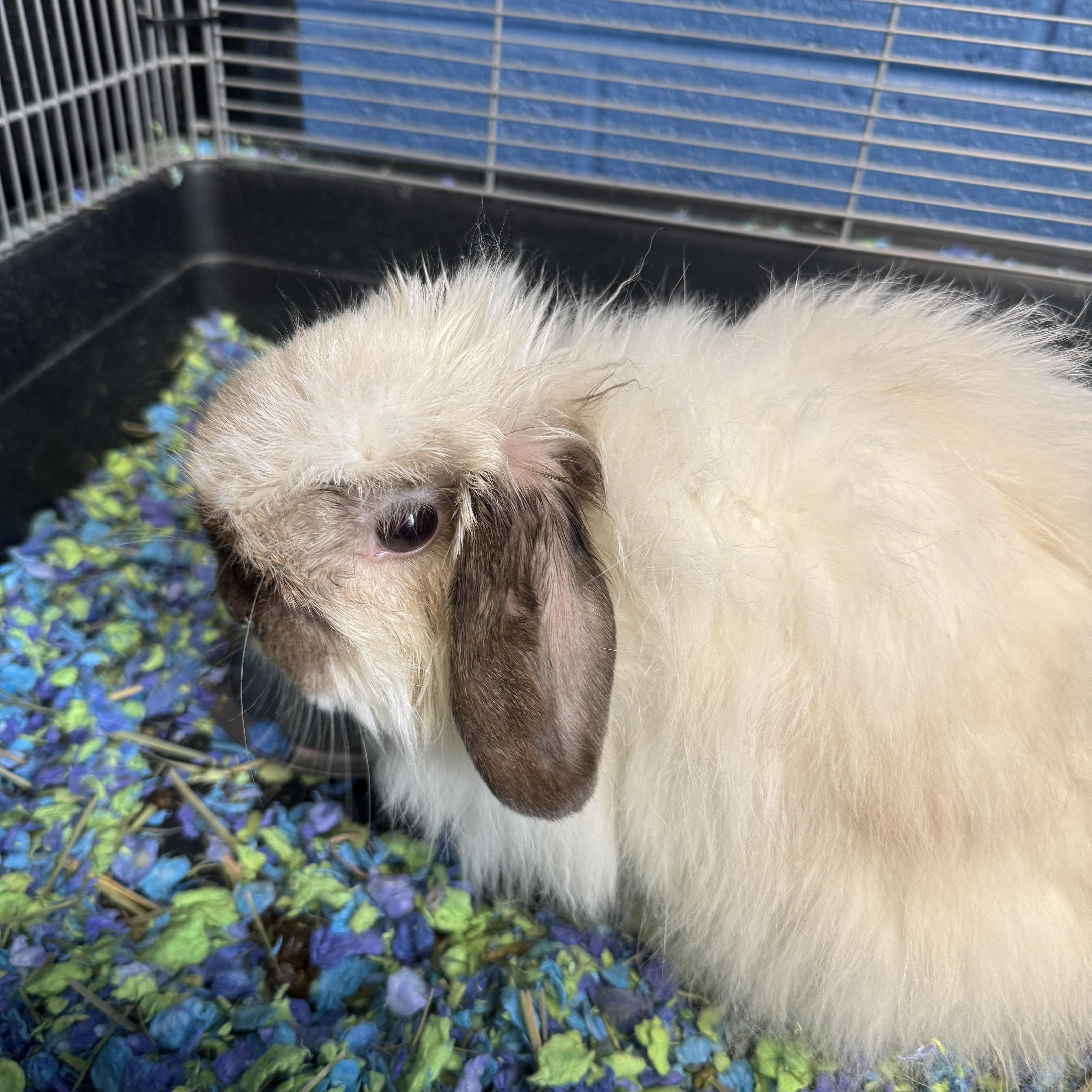 Breeze, adopted, Adult Female American Fuzzy Lop.