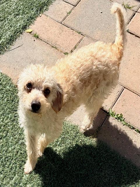 COOPER, Adoptable, Young Male Poodle.