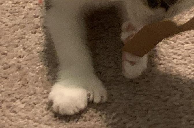 Enlarge Anchor, an adopted Domestic Short Hair in Norwich, CT image 4/5