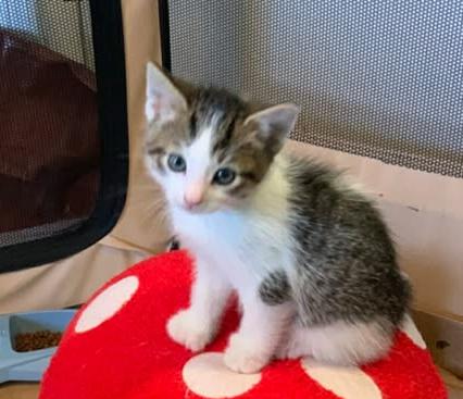 Enlarge Anchor, an adopted Domestic Short Hair in Norwich, CT image 3/5