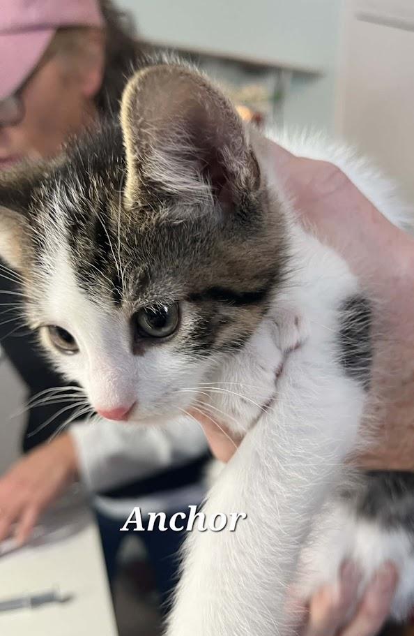 Enlarge Anchor, an adopted Domestic Short Hair in Norwich, CT image 2/5
