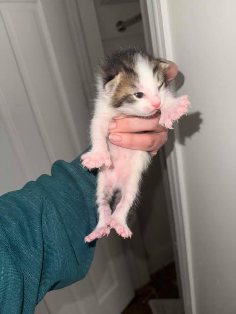 Enlarge Anchor, an adopted Domestic Short Hair in Norwich, CT image 5/5