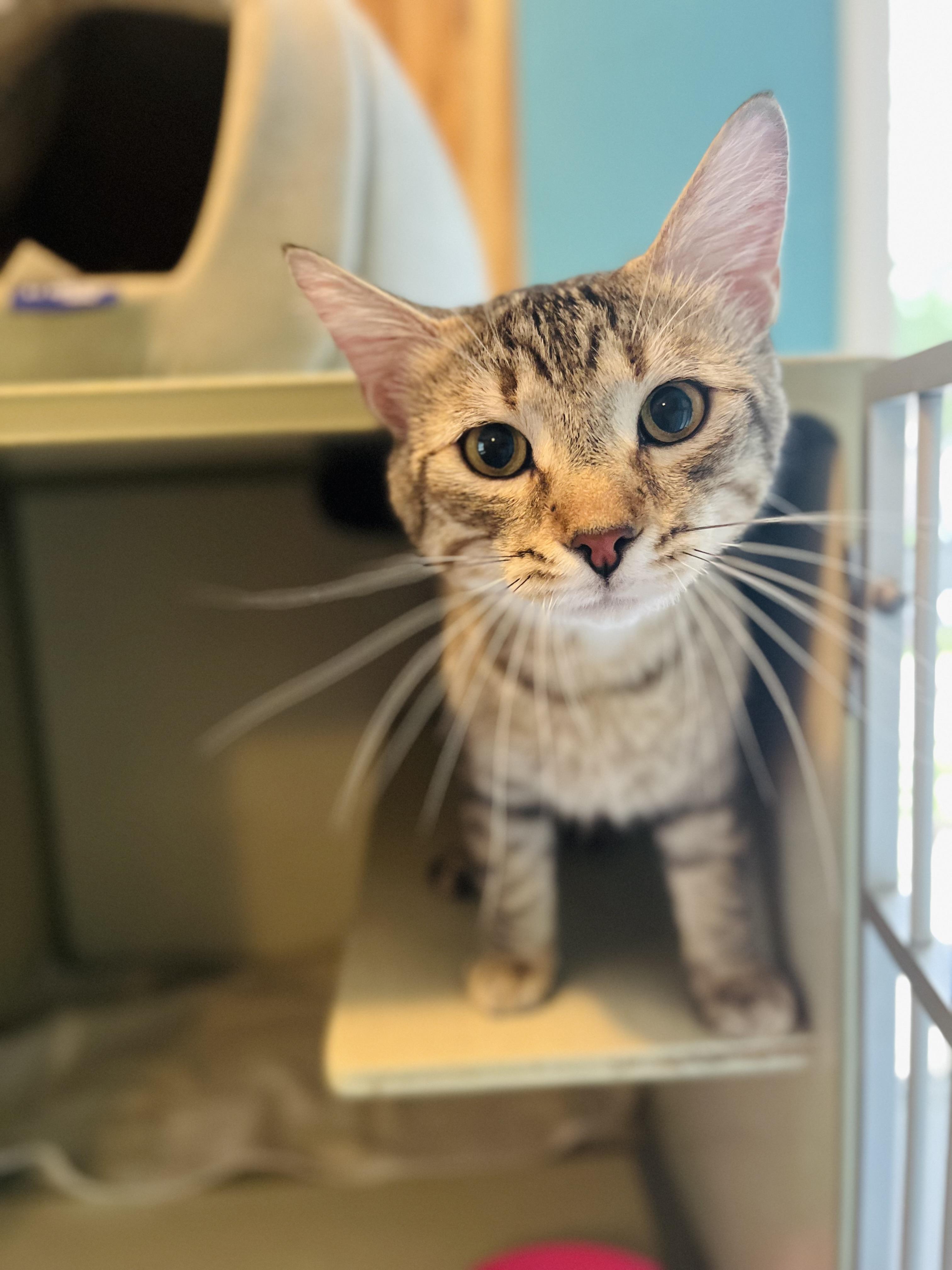 Enlarge Prince, a Adopted Domestic Short Hair in Stockton Springs, ME image 1/1