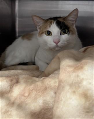 Enlarge BLANCHE, a Adoptable Domestic Short Hair in Chatsworth, CA image 1/1