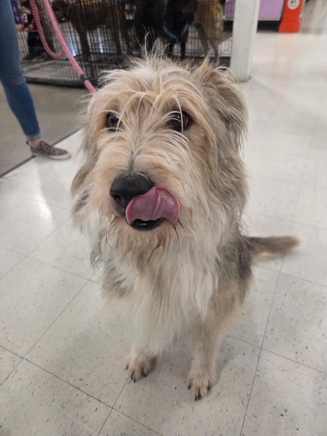 Enlarge Niko, an adopted mixed breed in Millville, UT image 2/4