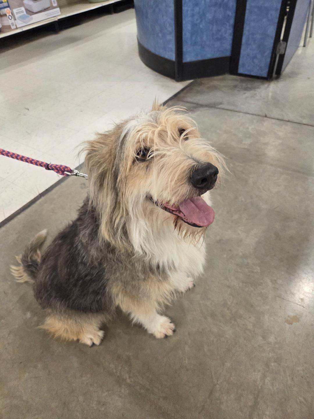 Enlarge Niko, an adopted mixed breed in Millville, UT image 1/4