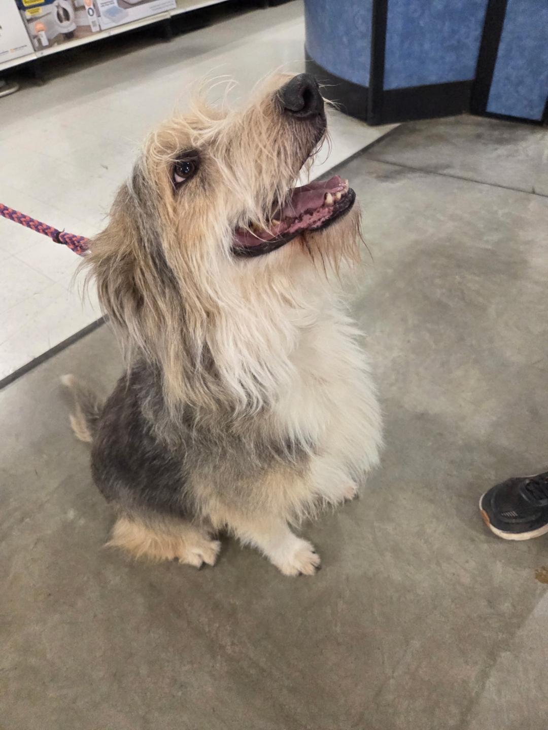 Enlarge Niko, an adopted mixed breed in Millville, UT image 3/4