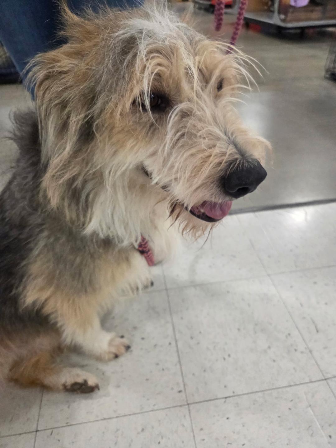 Enlarge Niko, an adopted mixed breed in Millville, UT image 4/4