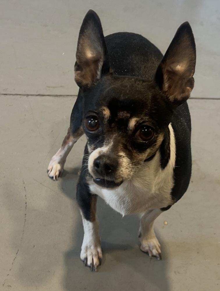 Enlarge Luna, a Adopted mixed breed in Rathdrum, ID image 1/1