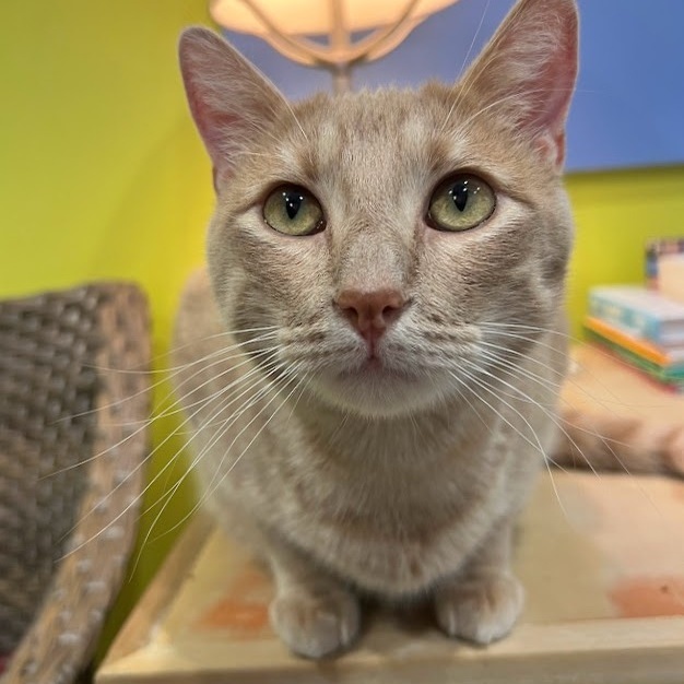 Enlarge LANCE, a Adoptable Tabby in Flint, TX image 1/13