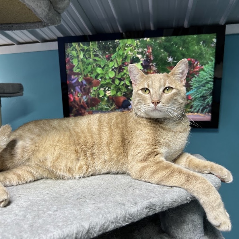 Enlarge LANCE, a Adoptable Tabby in Flint, TX image 10/13