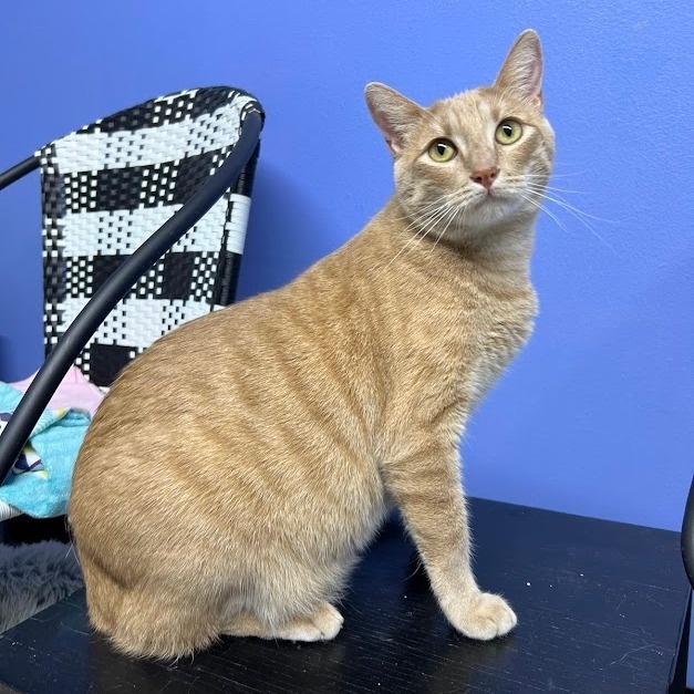 Enlarge LANCE, a Adoptable Tabby in Flint, TX image 9/13