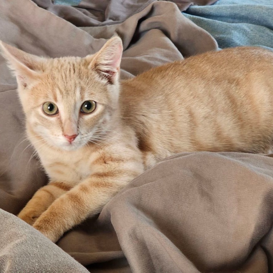 Enlarge LANCE, a Adoptable Tabby in Flint, TX image 12/13