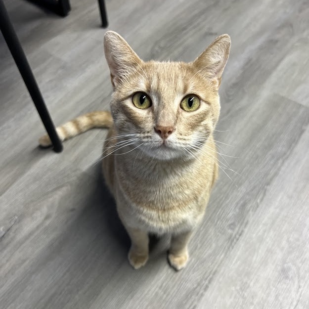 Enlarge LANCE, a Adoptable Tabby in Flint, TX image 11/13