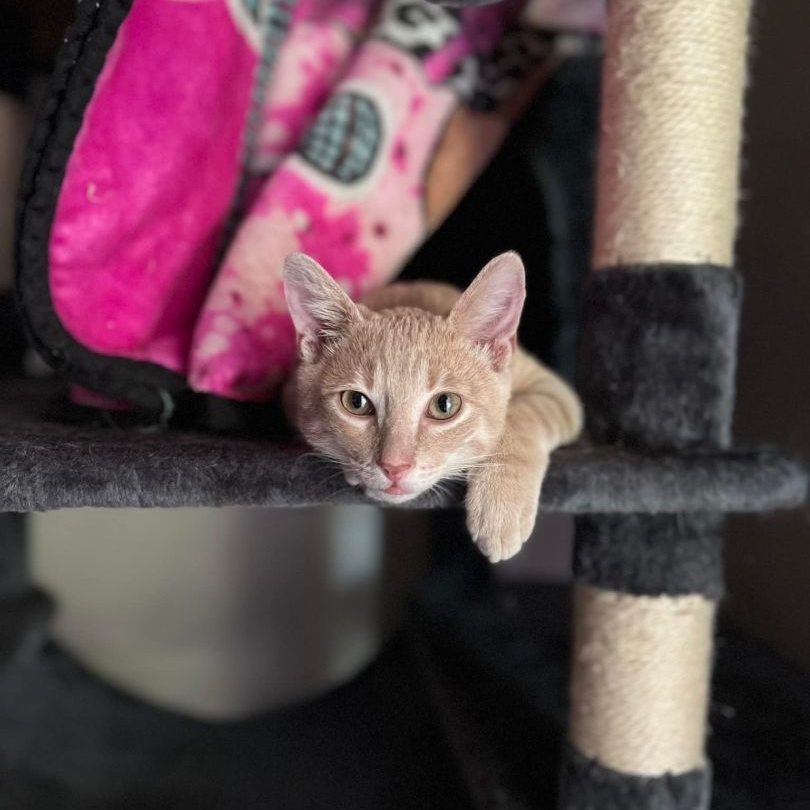 Enlarge LANCE, a Adoptable Tabby in Flint, TX image 13/13