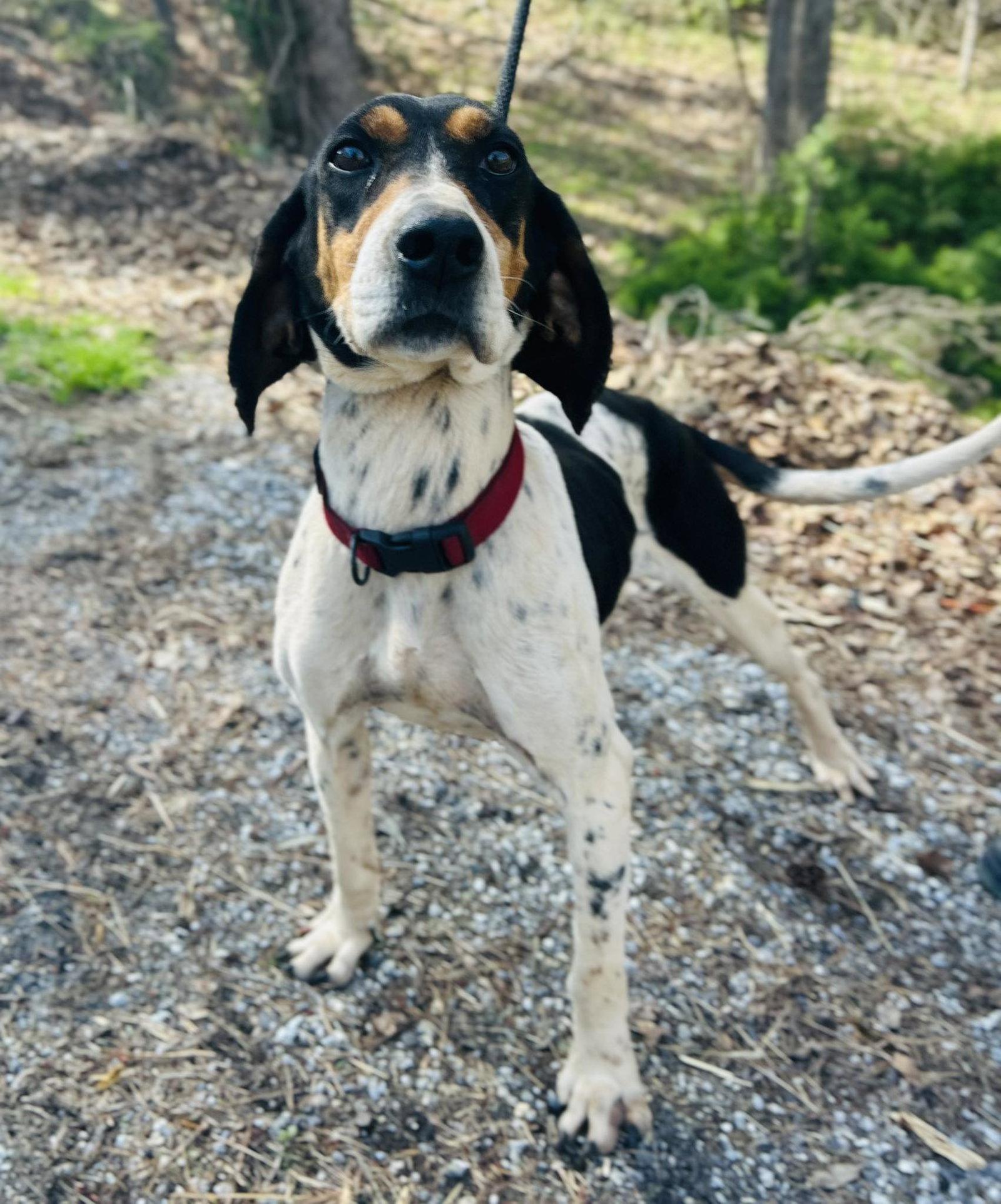 Polly, Adoptable, Adult Female Hound.