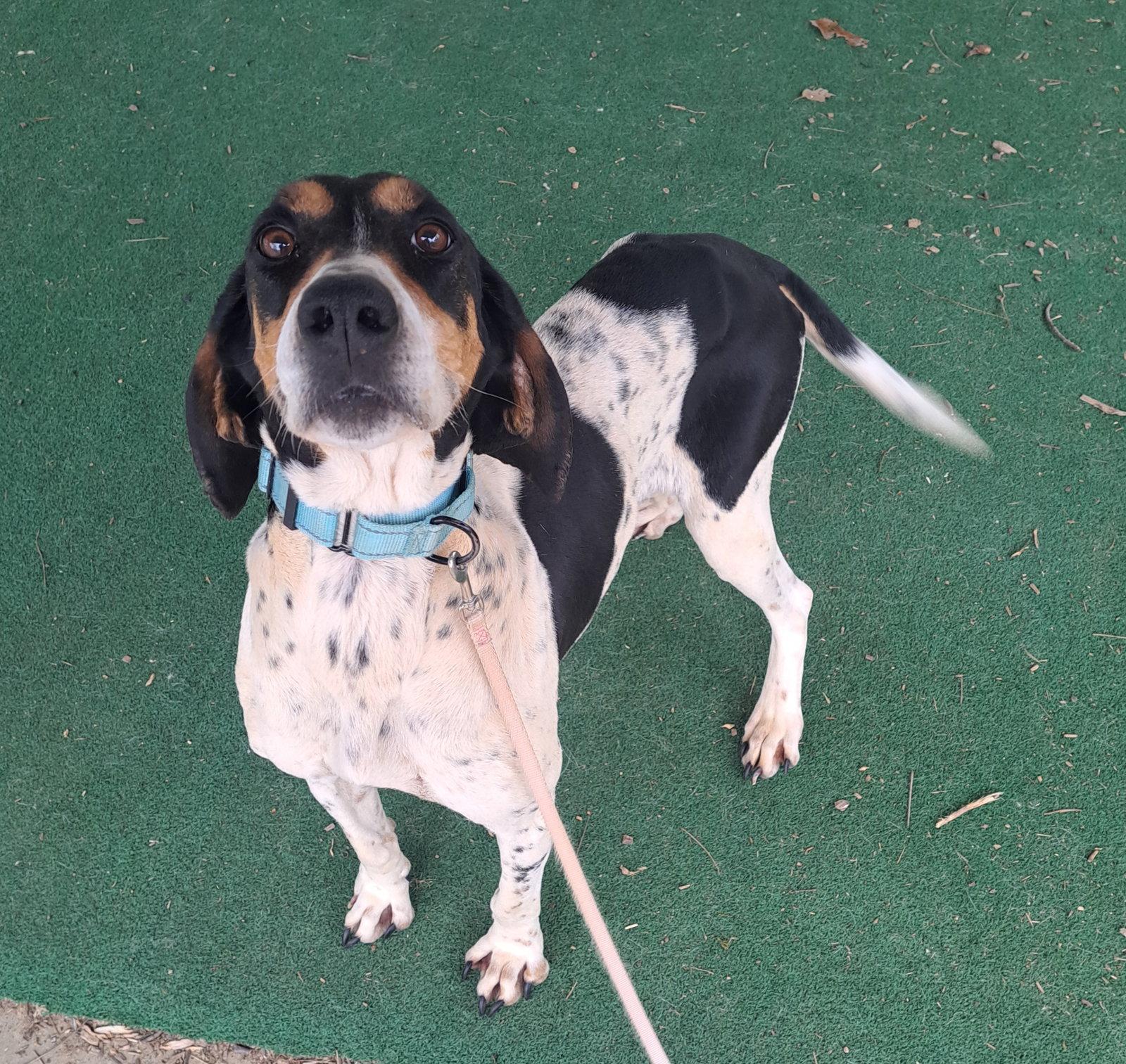 Enlarge Polly, a Adoptable Hound in Clarkesville, GA image 2/3