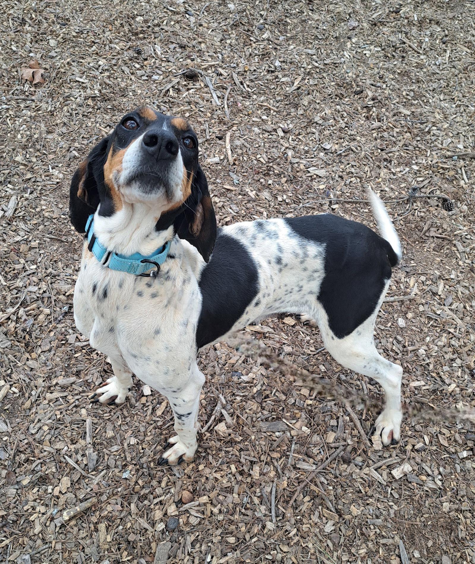 Enlarge Polly, a Adoptable Hound in Clarkesville, GA image 3/3