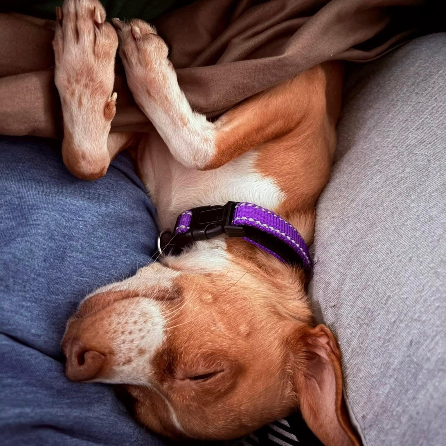 Pistachio, adopted, Young Female Chihuahua.