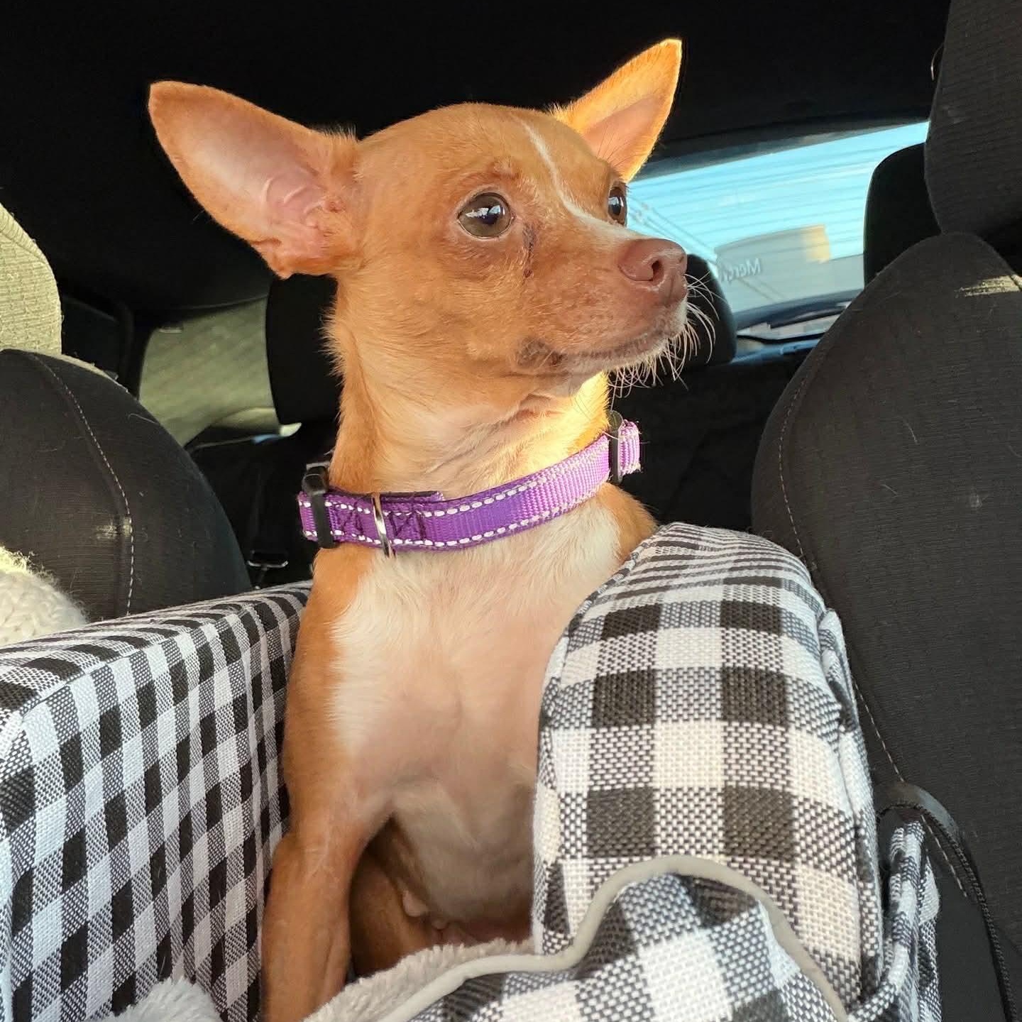 Enlarge Pistachio, an adopted mixed breed in Oklahoma City, OK image 4/5