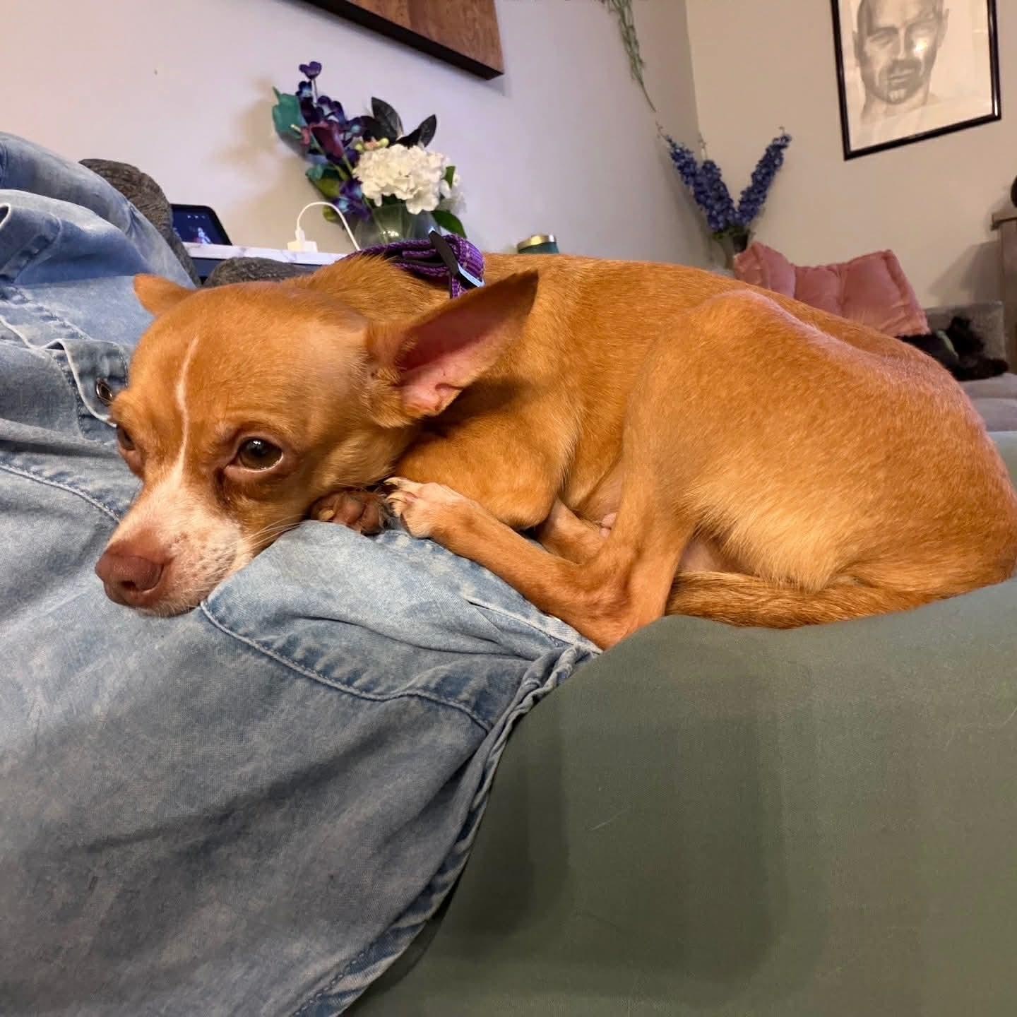 Enlarge Pistachio, an adopted mixed breed in Oklahoma City, OK image 5/5