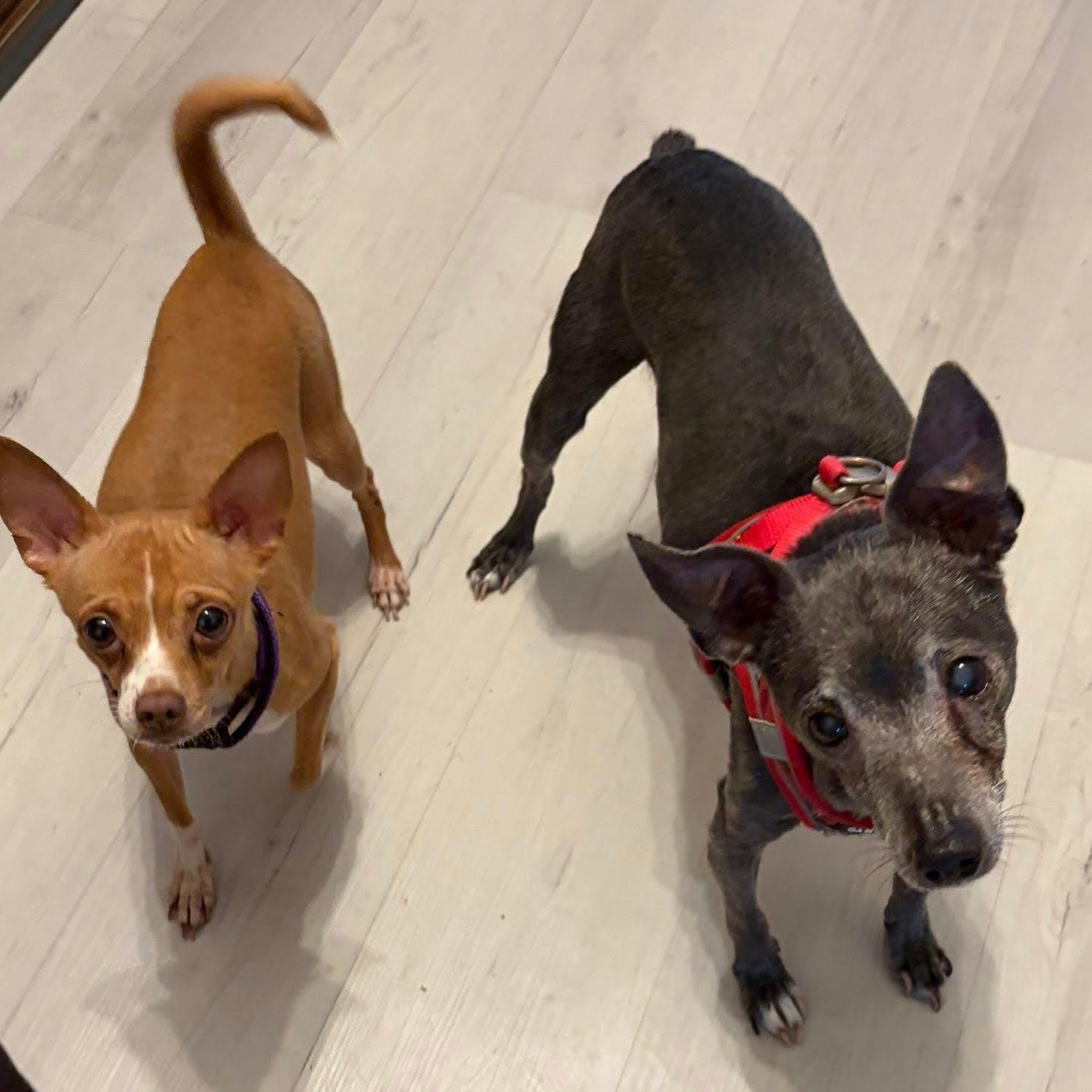 Enlarge Pistachio, an adopted mixed breed in Oklahoma City, OK image 2/5