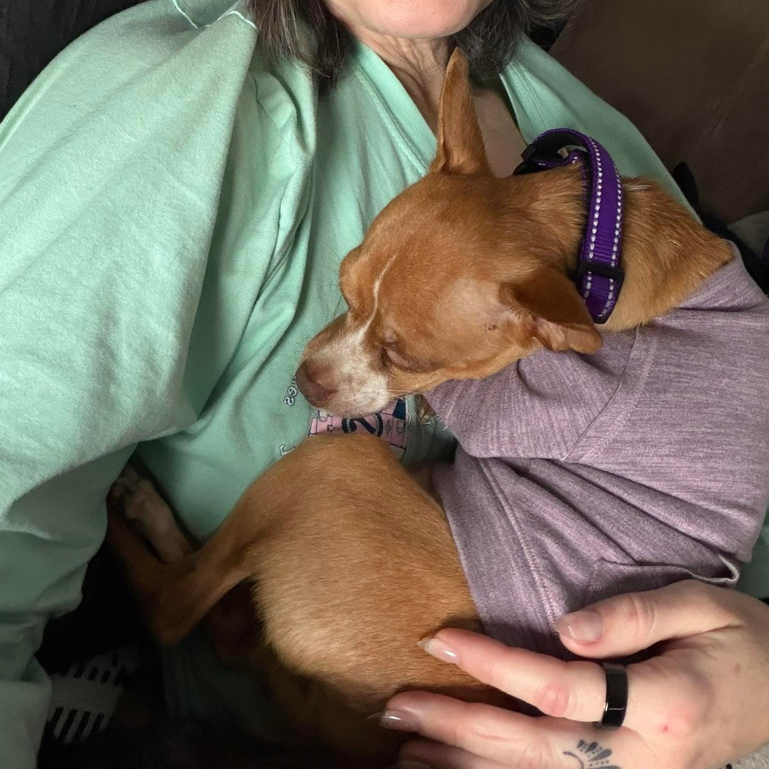 Enlarge Pistachio, an adopted mixed breed in Oklahoma City, OK image 3/5