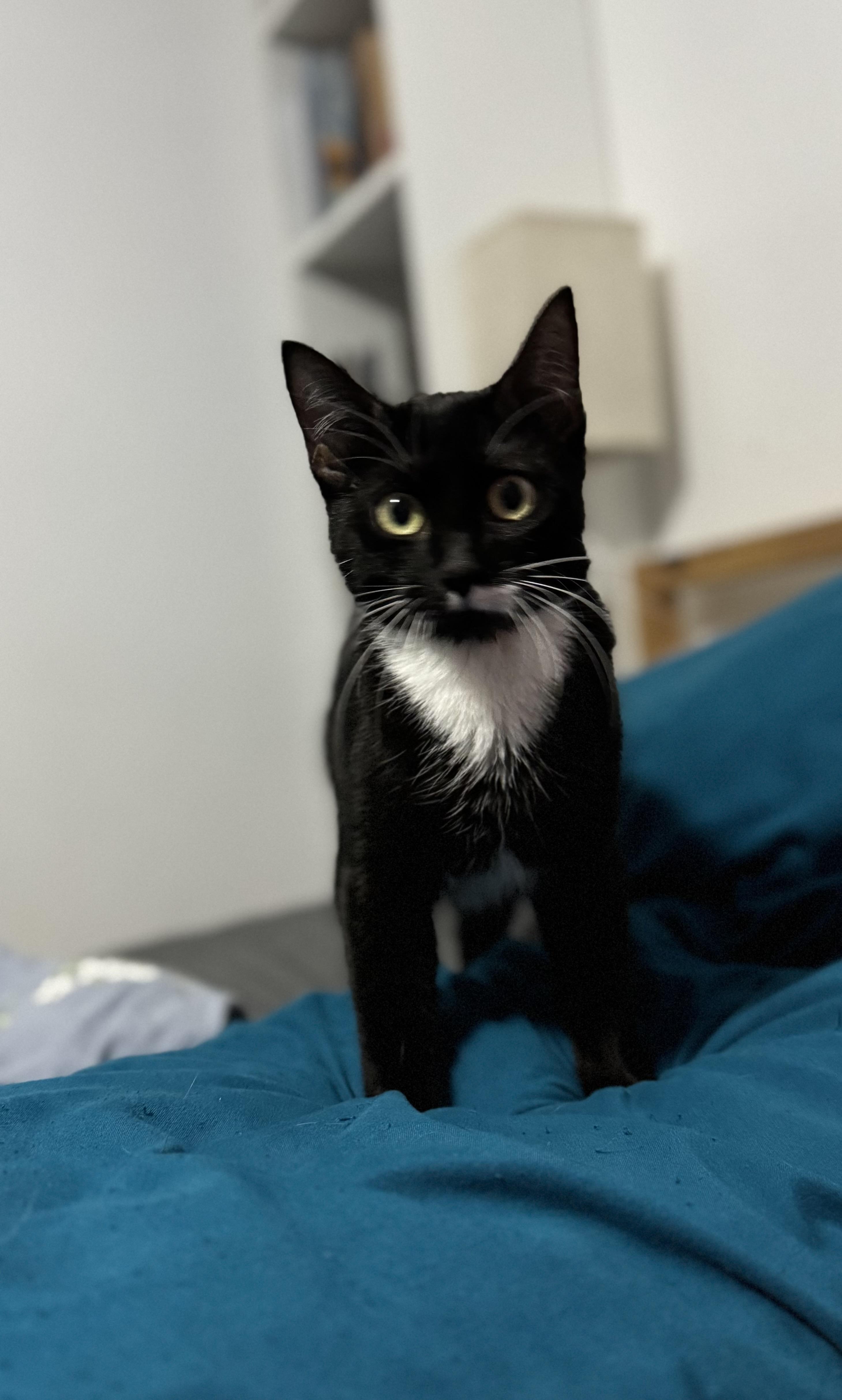 Enlarge Charolette, a ADOPTABLE Domestic Short Hair in Crowley, TX image 1/2