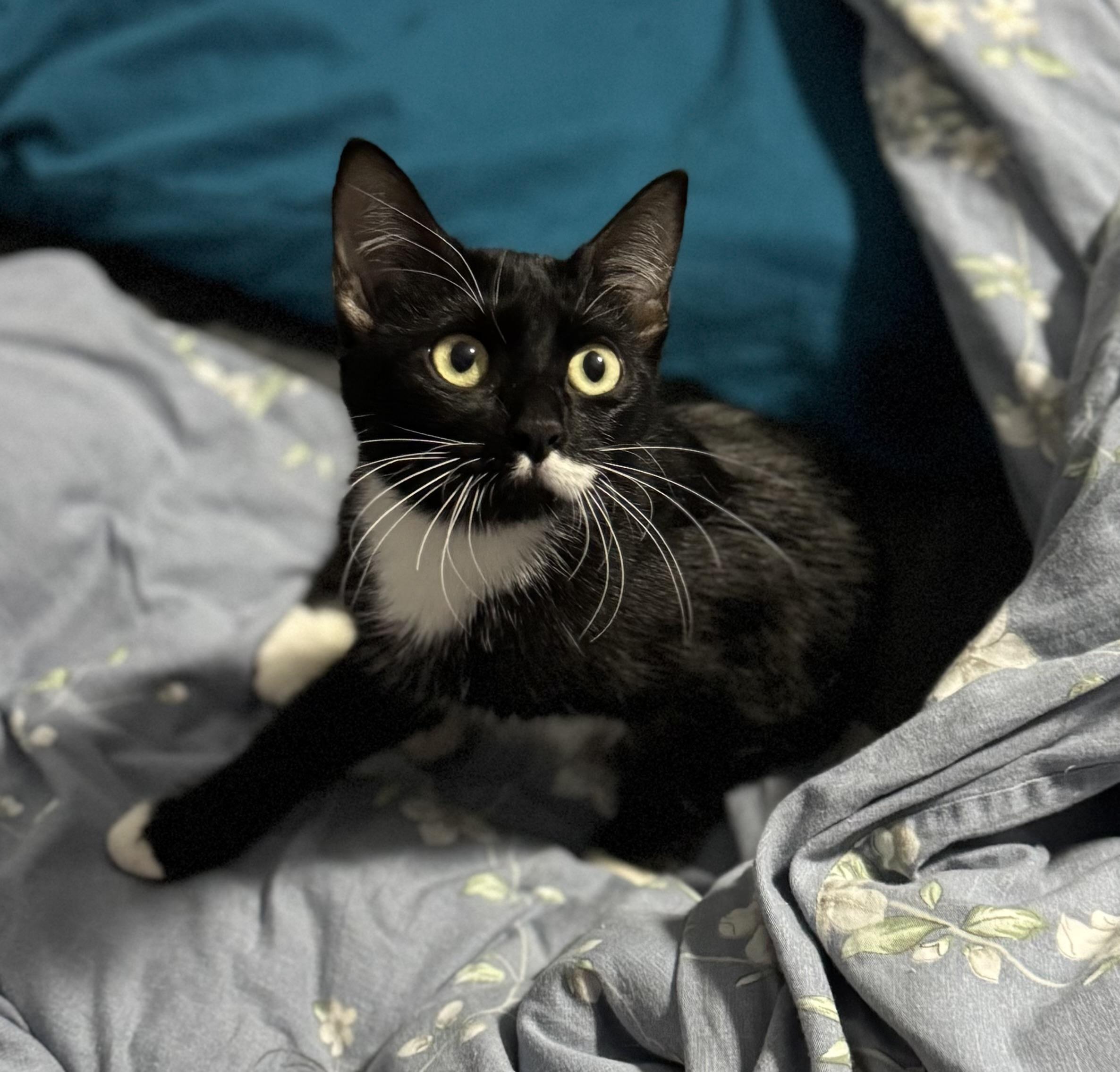 Enlarge Charolette, a ADOPTABLE Domestic Short Hair in Crowley, TX image 2/2