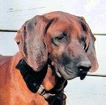 Saffron (GA), Adoptable, Young Female Redbone Coonhound.