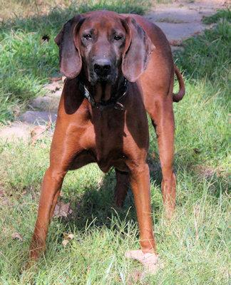 Enlarge Saffron (GA), a Adoptable Redbone Coonhound in Ranger, GA image 2/4