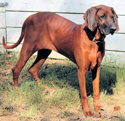 Enlarge Saffron (GA), a Adoptable Redbone Coonhound in Ranger, GA image 4/4