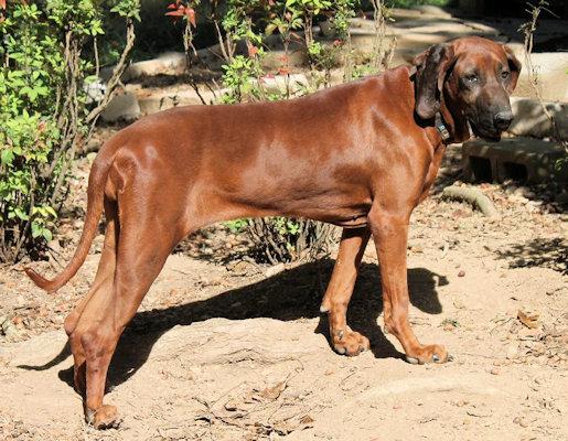 Enlarge Saffron (GA), a Adoptable Redbone Coonhound in Ranger, GA image 3/4