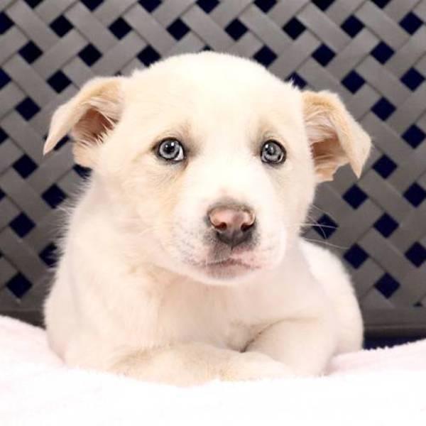 Enlarge Paul, a Adoptable mixed breed in Midland, TX image 1/2
