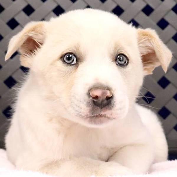 Enlarge Paul, a Adoptable mixed breed in Midland, TX image 2/2