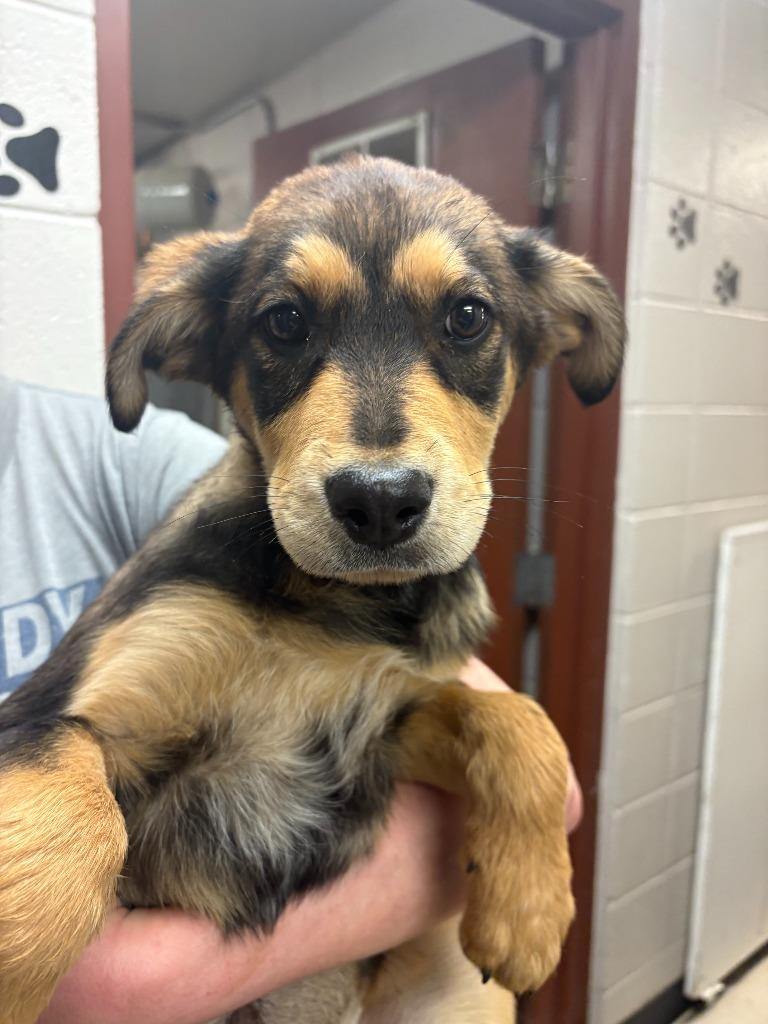 Lacey, Adoptable, Puppy Female Mixed Breed.